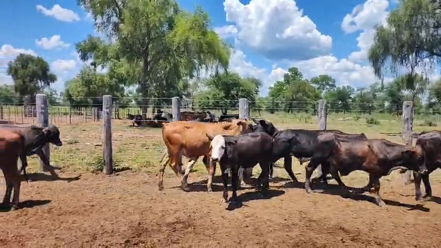 Lote 120 Terneros a término en Salta, Tolloche