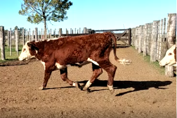 Lote 70 TERNERAS DE 225kG Y TERNEROS EN A.LEDESMA, CORDOBA