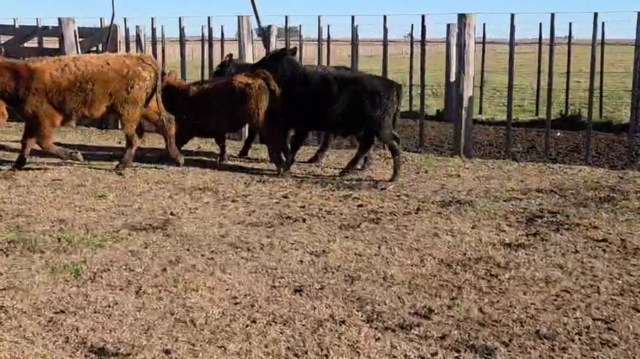 Lote 108 Terneros en Tres Arroyos