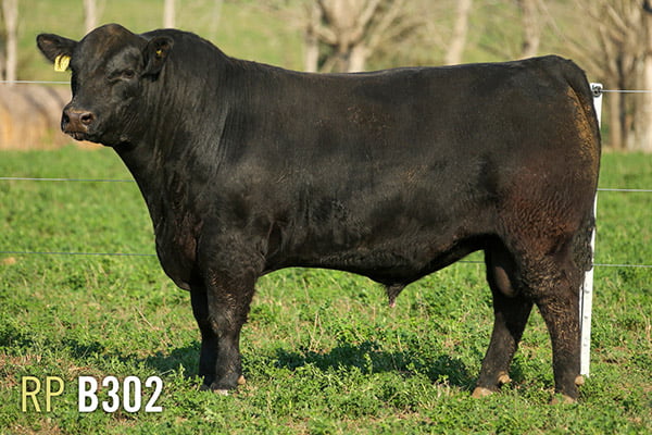 Lote 3 TOROS PUROS DE PEDIGREE