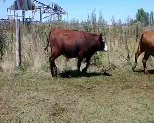 Lote 31 Novillitos en Brandsen, Buenos Aires