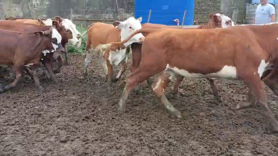 Lote 26 Terneras Braford, Brangus, Angus y Hereford en Suardi, Santa Fe