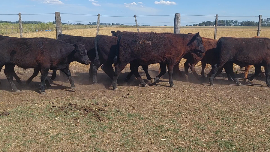 Lote 17 Terneros/as en Suipacha, Buenos Aires