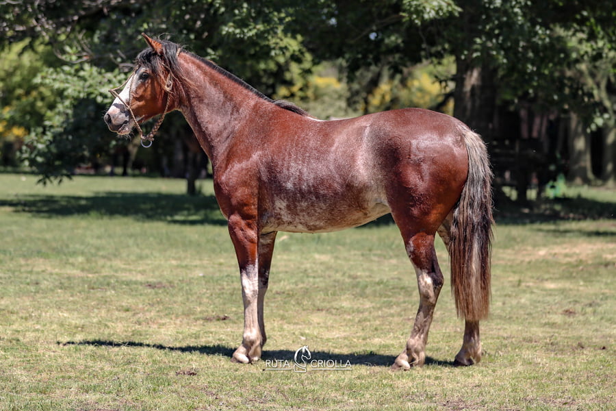 Lote Golilla Lindo Pelo