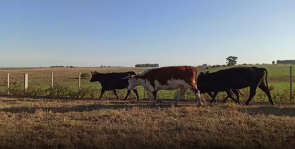 Lote 16 Vaca en Soriano