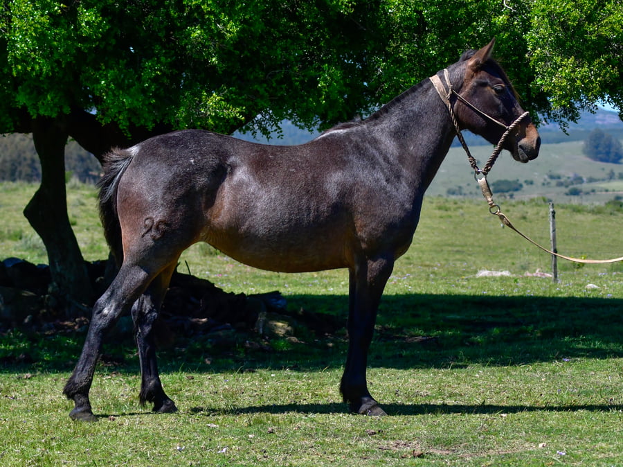Lote Gema Las Cascadas