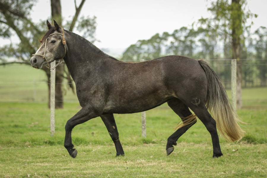 Lote Xirua 490 De La Casilla