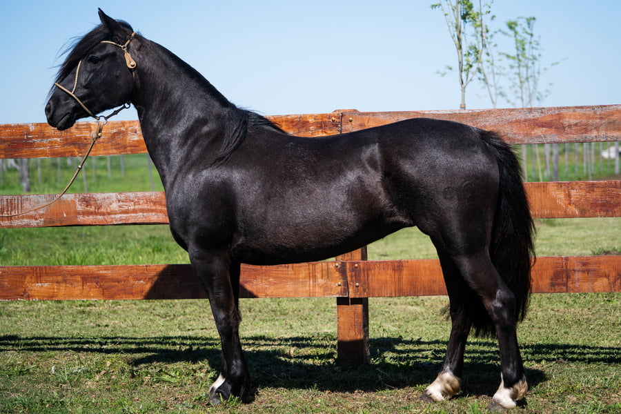 Lote PATACON MARIMBA