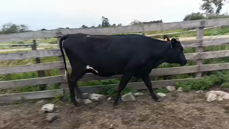 Lote Vaquillonas  a remate en Pantalla Camy 400kg - , San José