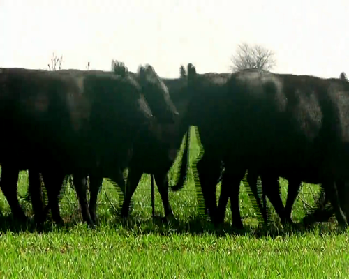 Lote VAQUILLONAS ANGUS NEG.INSEMINADA MAS