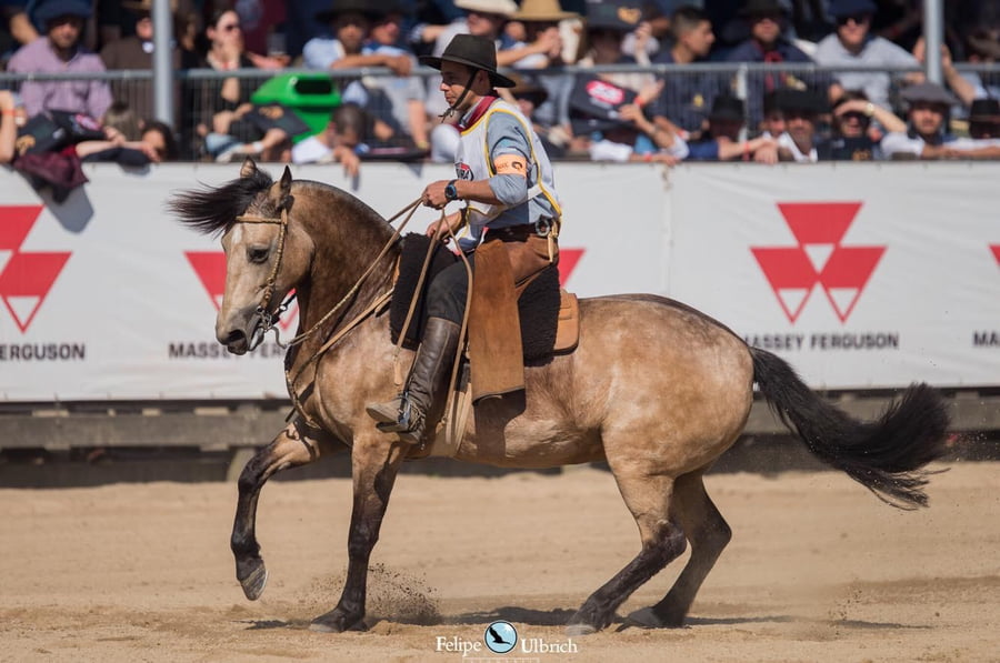 Lote EMBRIONES TARANTULA Y OLIMPICA