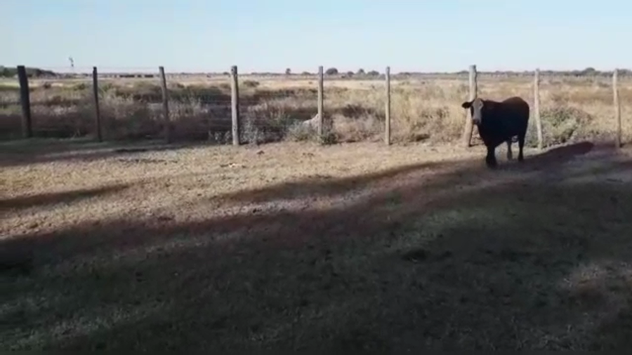 Lote 44 Novillitos Braford en Altos de Chipion, Córdoba