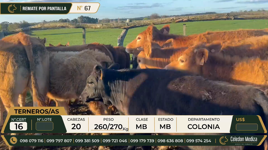 Lote 20 Terneros y Terneras en Colonia