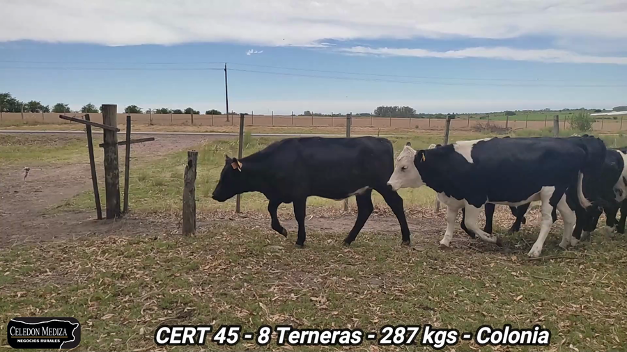 Lote 8 Terneras en Conchillas, Colonia