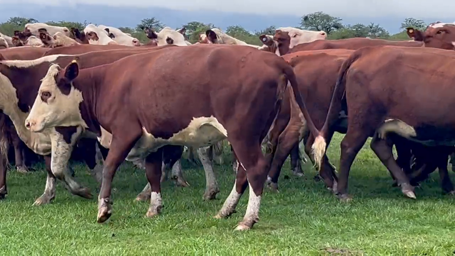 Lote 29 Vacas nuevas C/ gtia de preñez