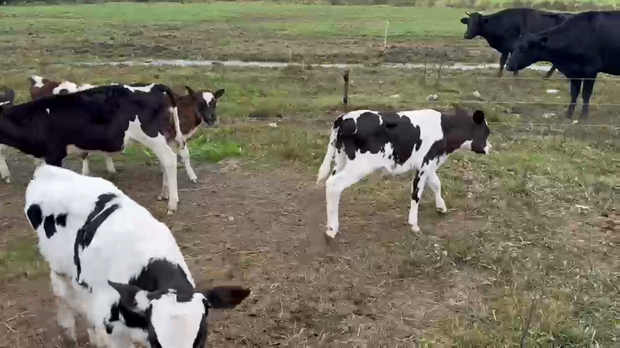Lote 8 Terneros a remate en Pantalla Especial de Otoño 90kg - , San José