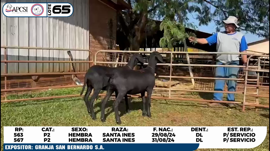 Lote LOTE 65