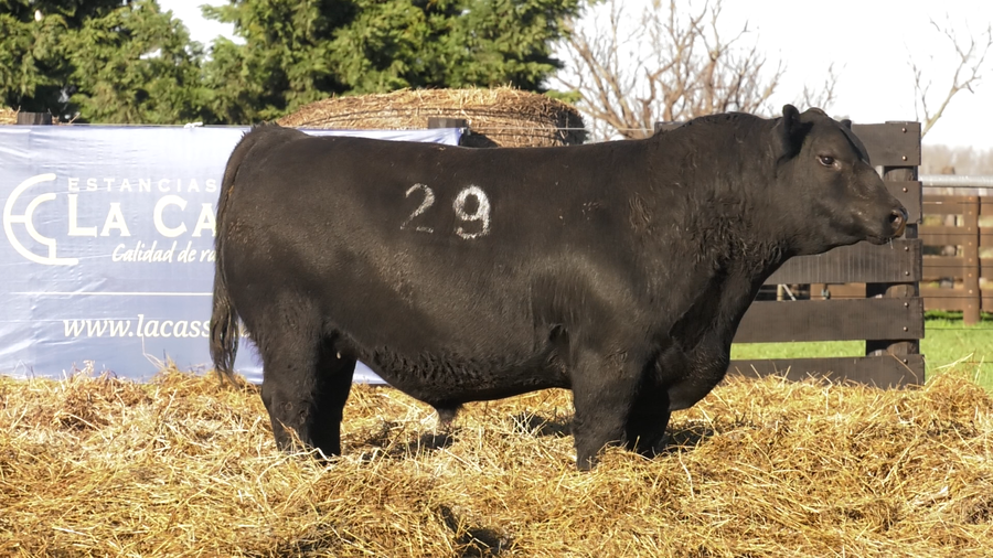 Lote TOROS ANGUS PURO CONTROLADO