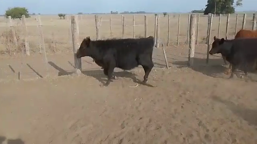 Lote 110 Terneras en Brandsen, Buenos Aires