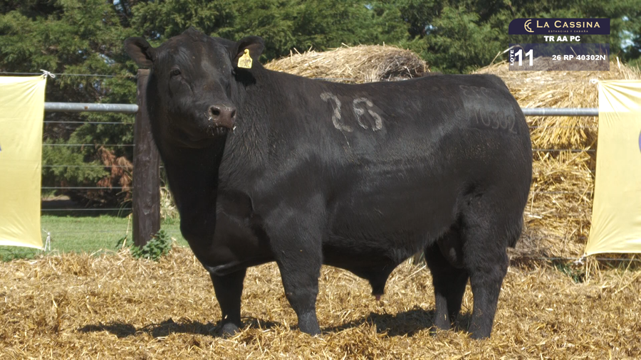 Lote TOROS ANGUS PURO CONTROLADO