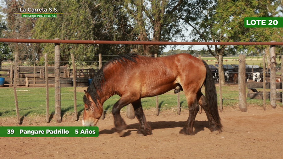 Lote 1 Padrillos