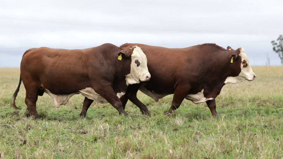 Lote Toros