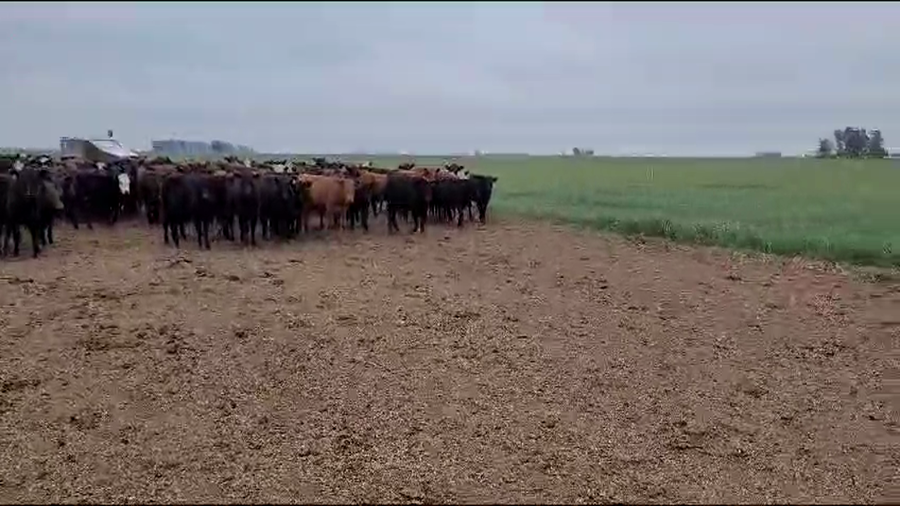 Lote 131 Terneros en Carlos Tejedor, Buenos Aires