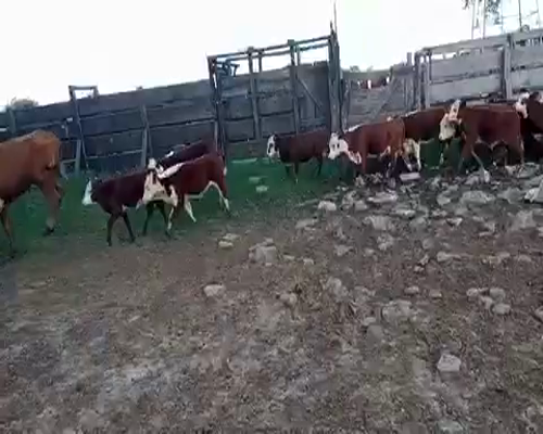 Lote 40 Vacas en Corrientes, Parada Pucheta