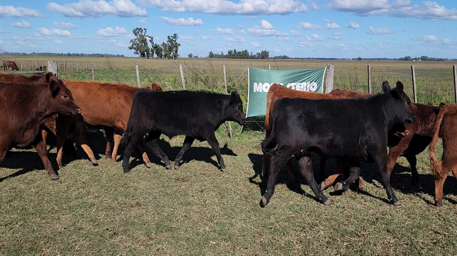 Lote 40 Terneros/as en Bolívar