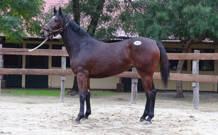 Lote PASION DEL SABA