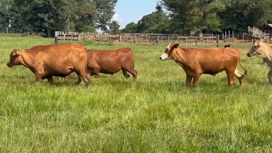 Lote 220 Novillos en Virasoro, Corrientes