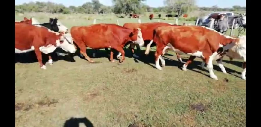 Lote 17 Vacas en Villaguay, Entre Ríos
