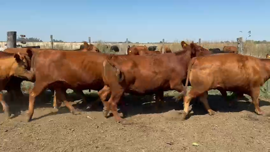 Lote 51 Vacas nuevas C/ gtia de preñez