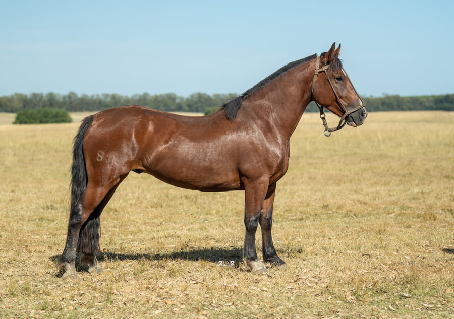 Lote JULITO INCHALÁ