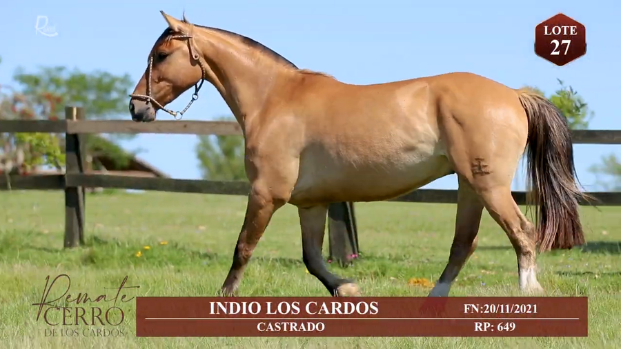 Lote INDIO DE LOS CARDOS