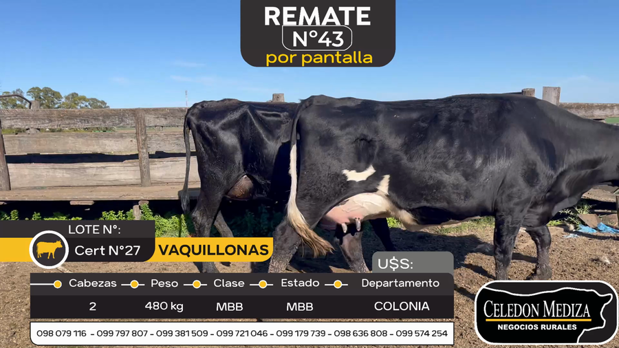 Lote 2 Vacas en produccion en Otra Localidad, Colonia