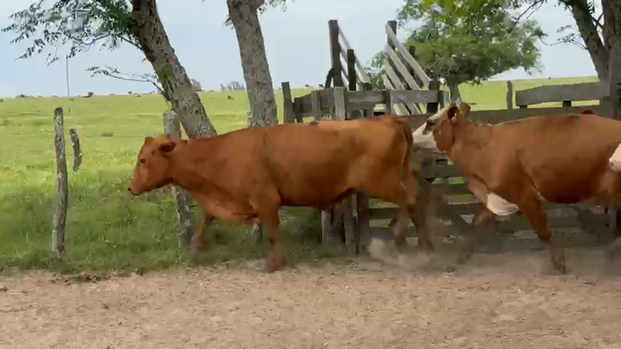 Lote 11 Vacas de invernar en Corrientes, Paso de Los Libres