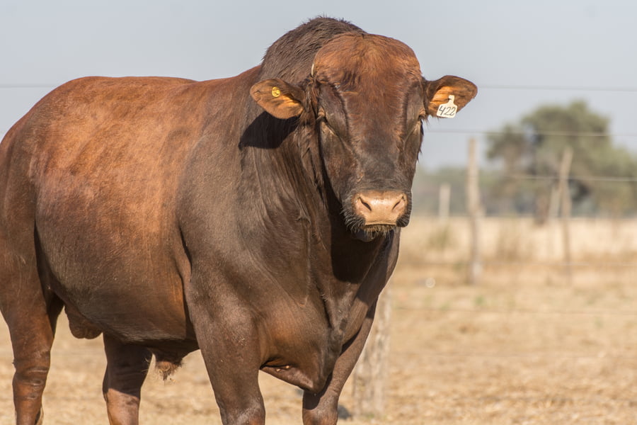 Lote Toro Cabaña Los Vicente (RP422)