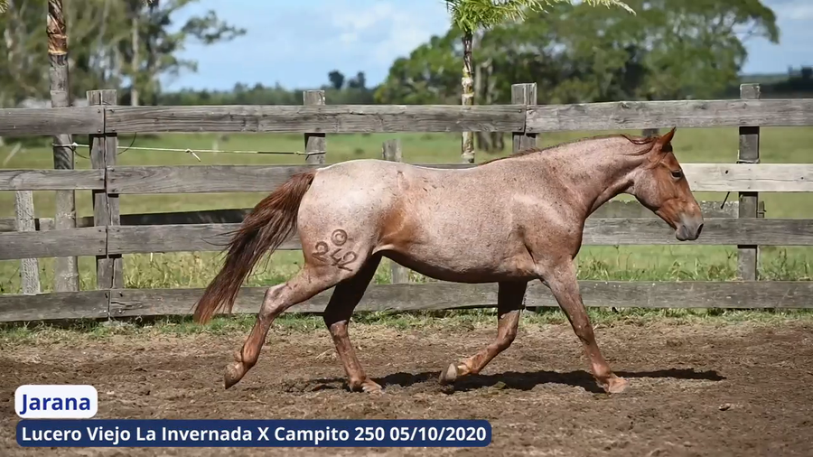 Lote Jarana