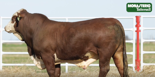 Lote TOROS GENERALES, CONTROLADOS Y REGISTRADOS