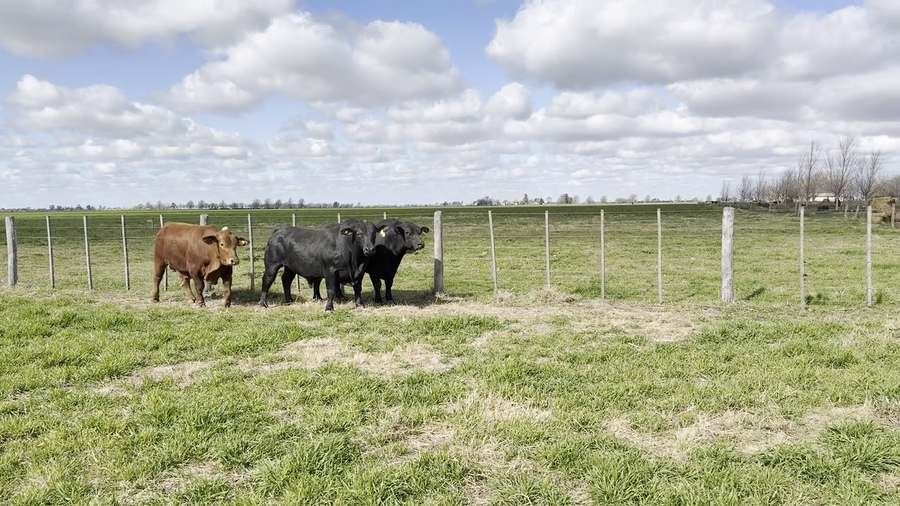 Lote Toros Cabaña "Don Pedro"