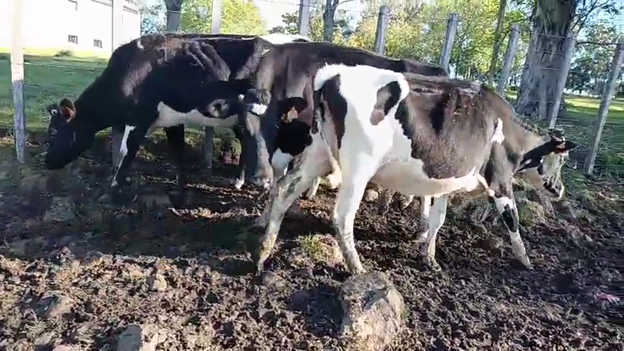 Lote 6 Piezas de cría a remate en Pantalla Camy 400kg - , San José