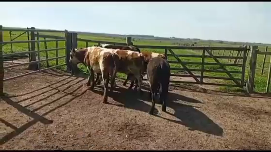 Lote NOVILLOS DE 1 A 2