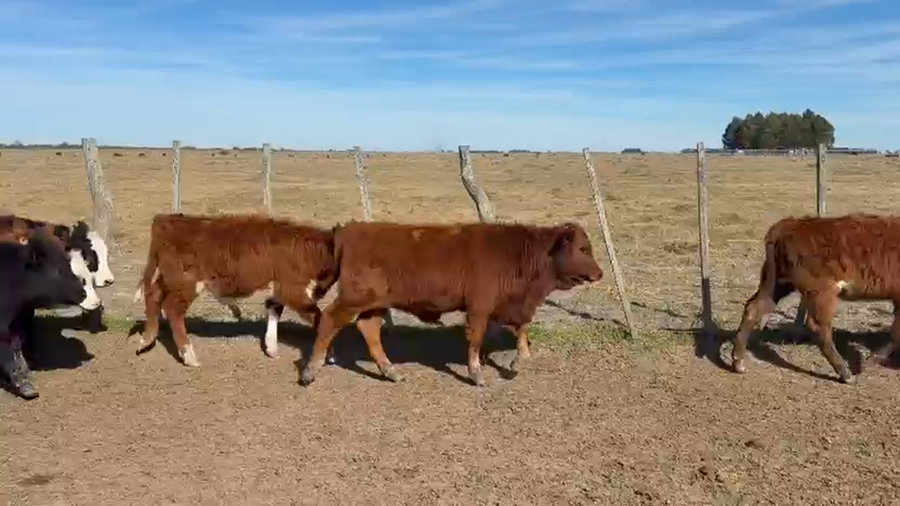 Lote 80 Terneros/as