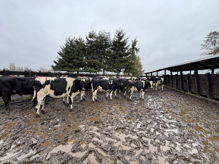 Lote 42 Ternero en Río Bueno, XIV Región Los Ríos