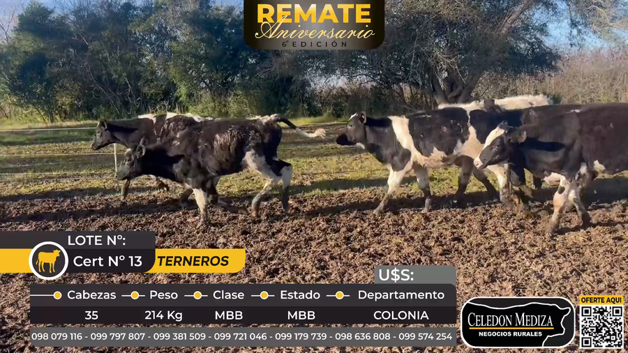 Lote 35 Terneros y terneras en Colonia