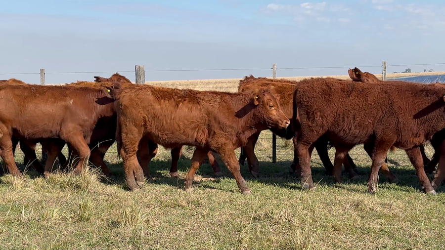 Lote 70 Terneros en Corrientes, Chavarría