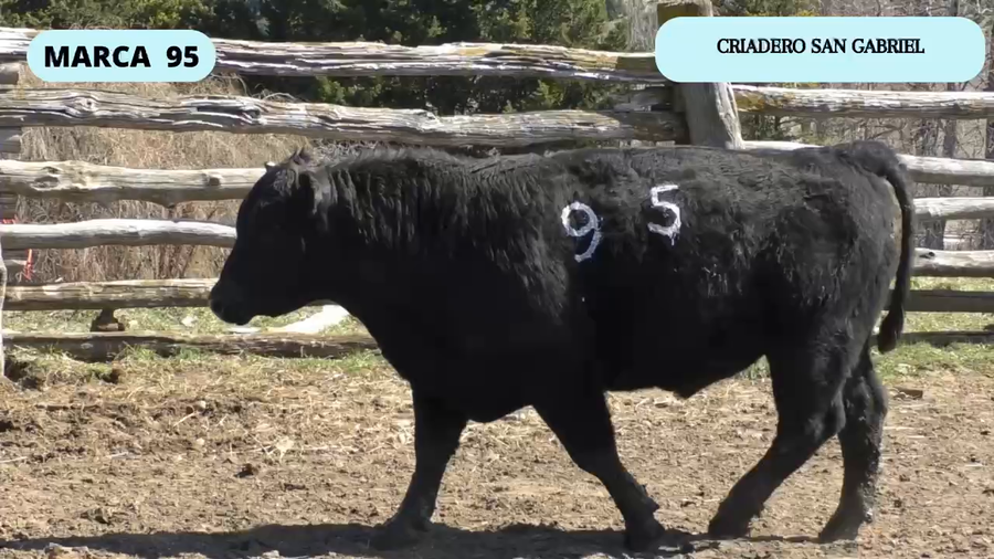 Lote 1 Toro en Coyhaique, XI Región Aysén