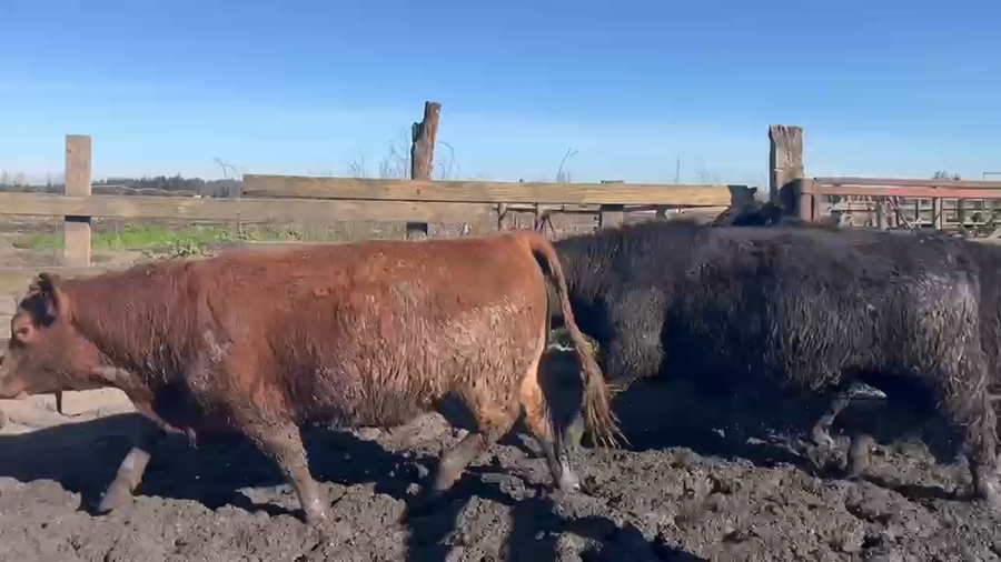 Lote 20 Novillo Gordo en Cabrero, VIII Región Biobío