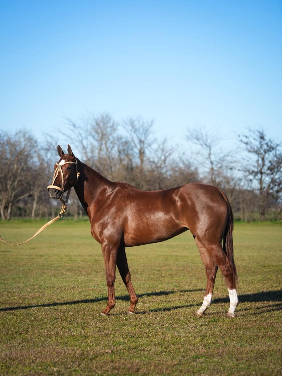 Lote ATALAYA COFRADIA